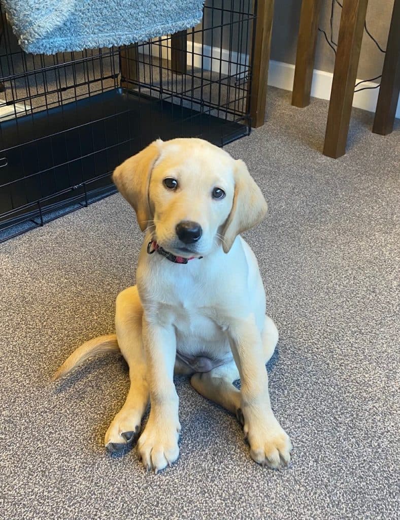 Brodie the labrador at Rubislaw Care Home Aberdeen
