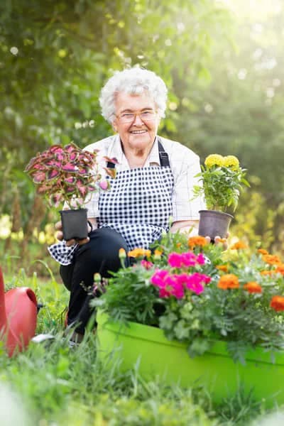 Older lady gardening
